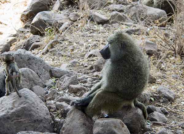 95 - Tanzania - Mona Babuina y cria - parque nacional lago Manyara